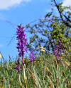 Frühling am Dörnberg